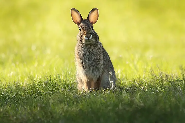 rabbit in field