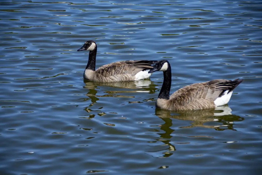 Hunting Geese With a Bow – Hunter Guide