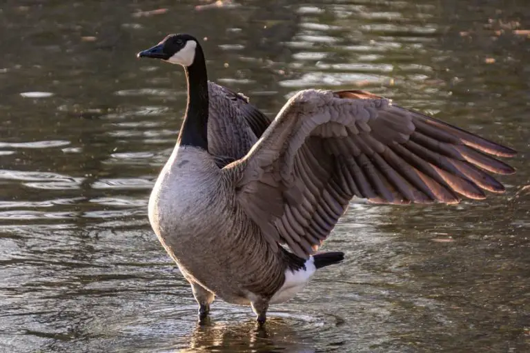 how-do-you-hunt-geese-with-a-bow-hunter-guide