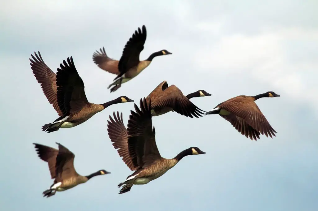 geese flying in formation