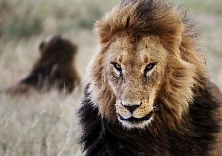 lions-face cats Africa