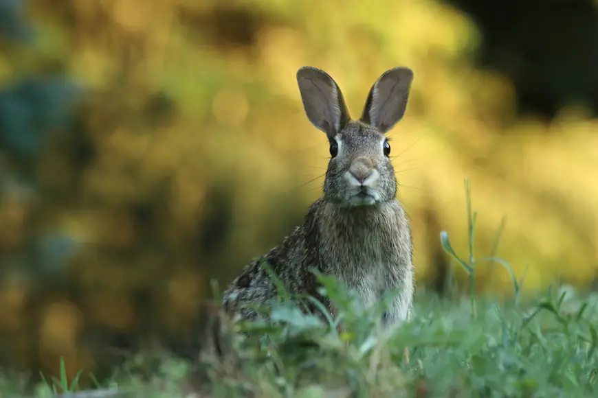 Best Choke For Rabbit Hunting