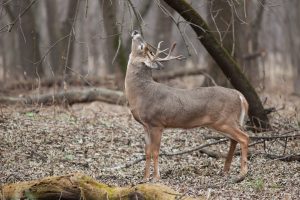 crossbow for deer