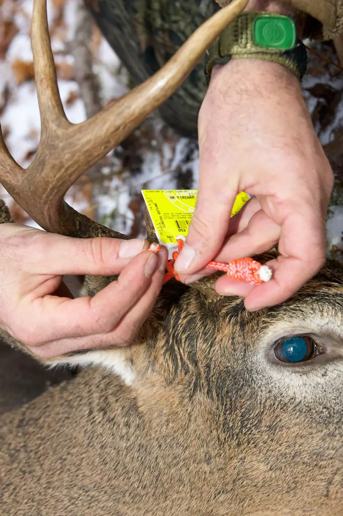 Safe Handling Of Wild Game Meat