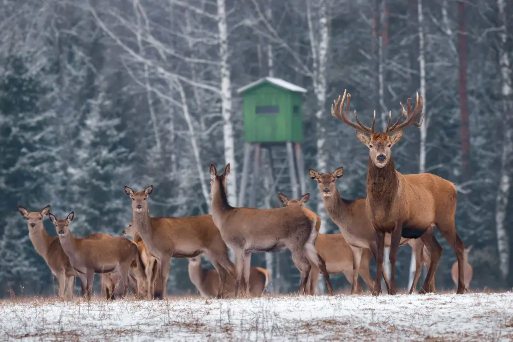 broadheads for deer