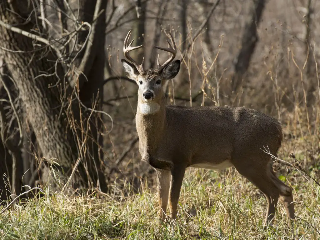 Whitetail in woods