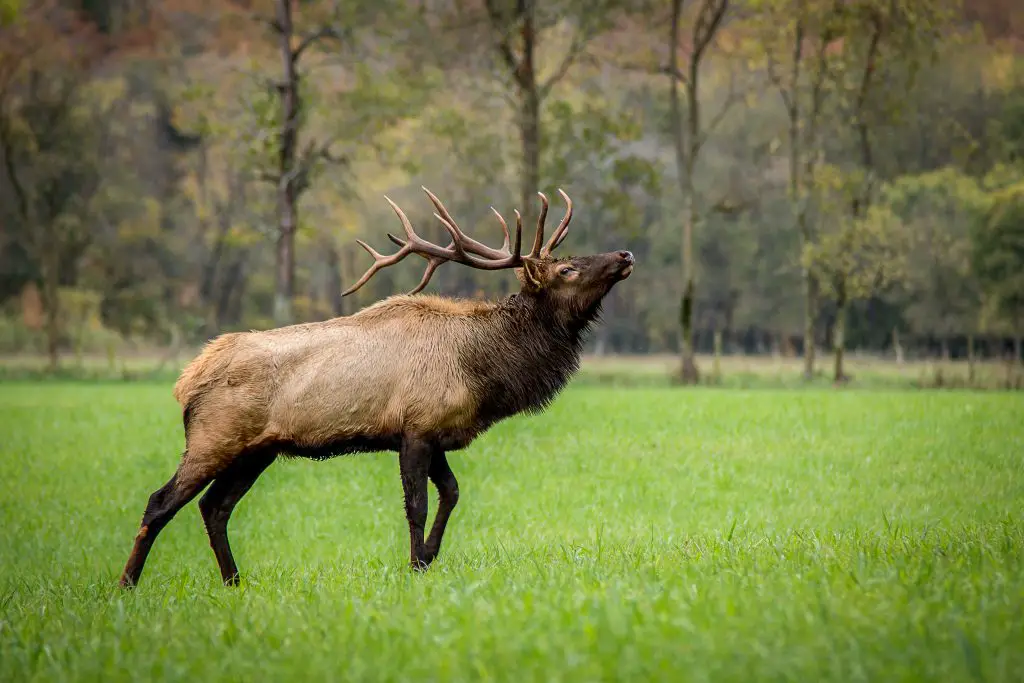 Broadhead For Elk