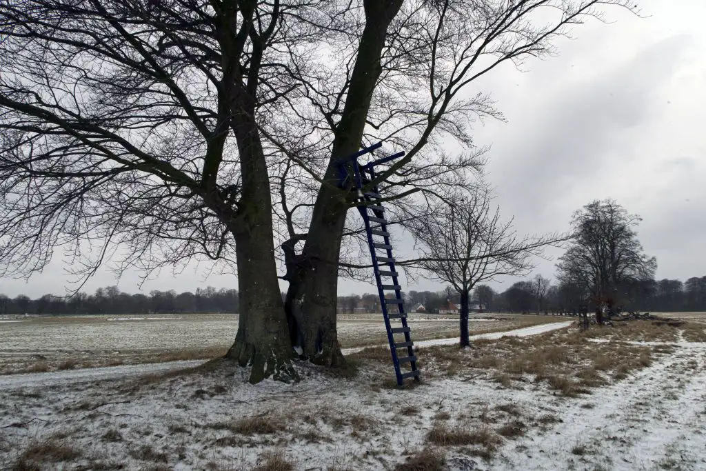 tree stand winter