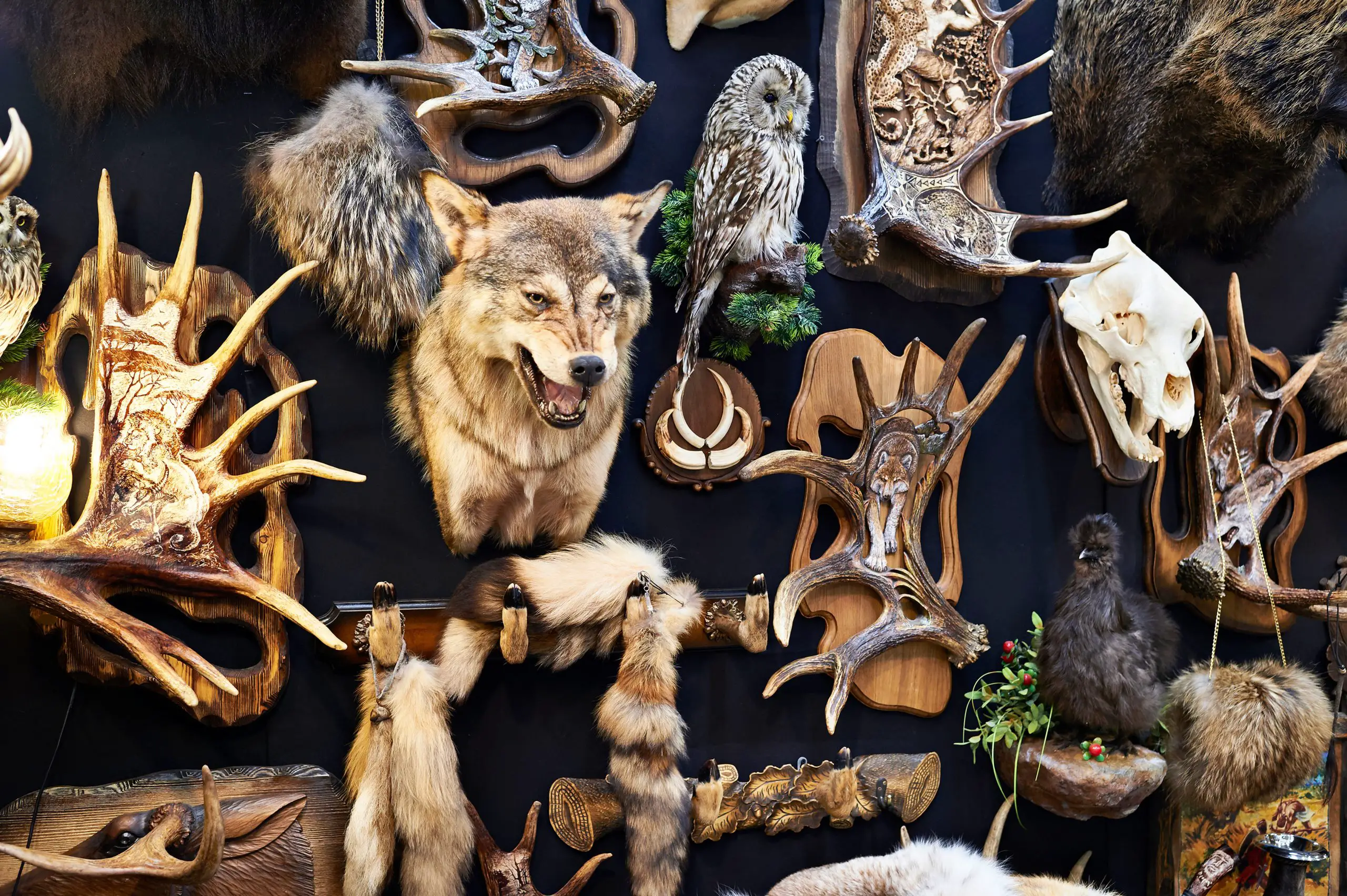 Why trophy hunting banned