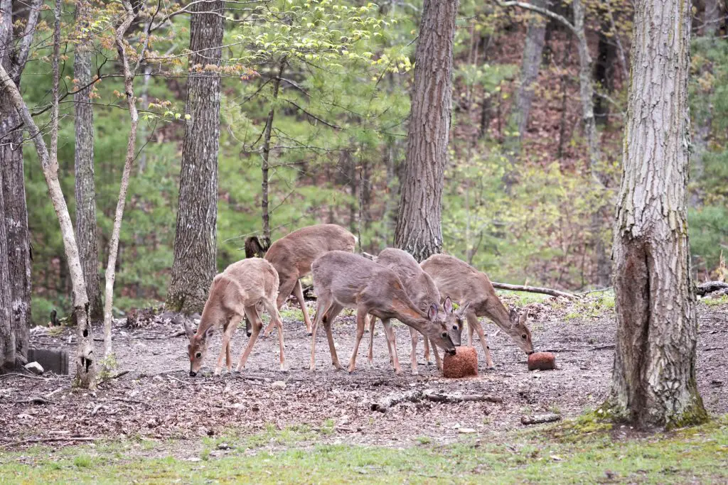 Deer-eating-favorite-food