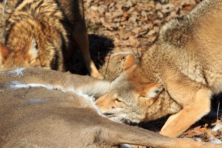 What to do with dead Coyote