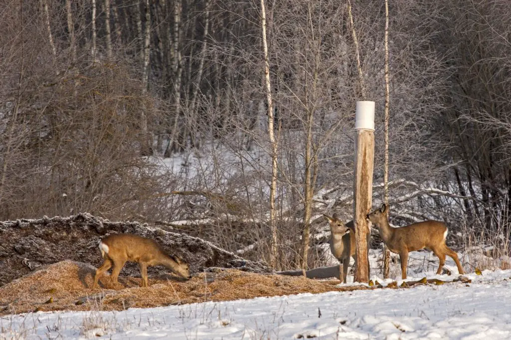 Deer feeding deer feeder