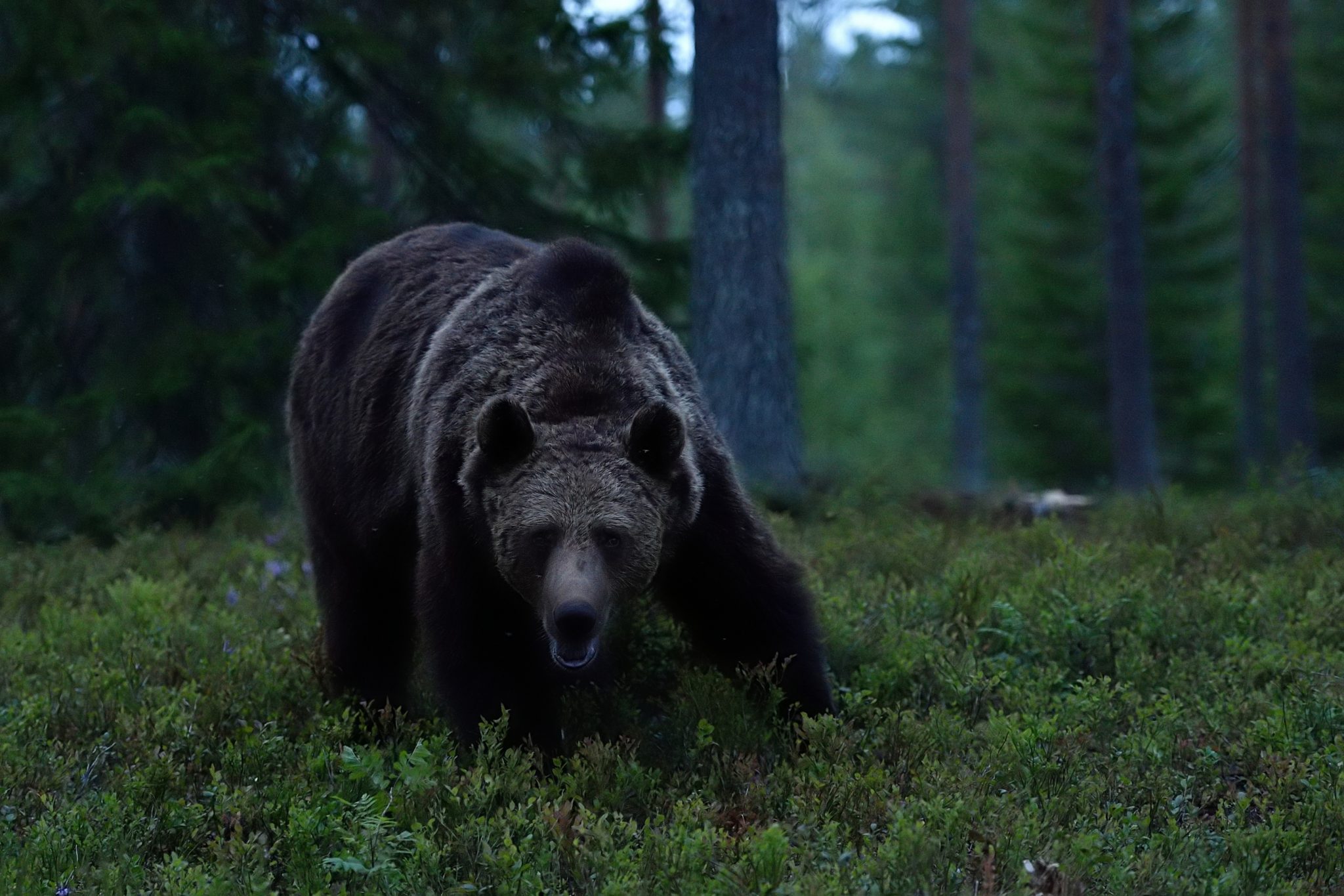 Bear in the Forest. At the Bear of Night. Night Bear.