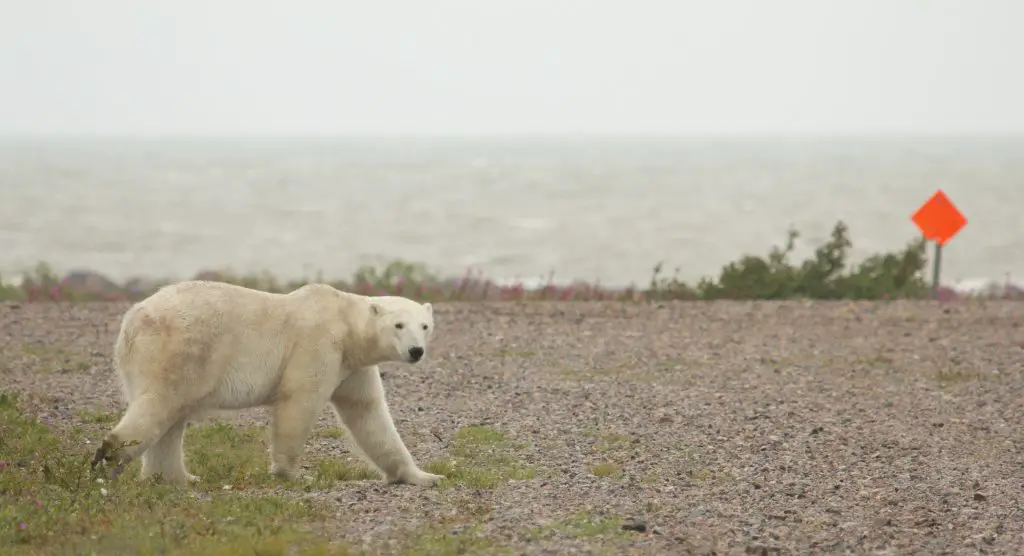  polar-Bears-Eat-Human?