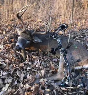 deer-bow-shot