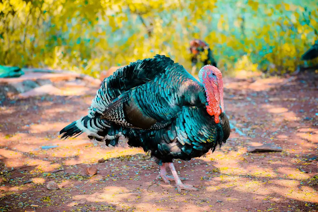 turkey-hunting-choke