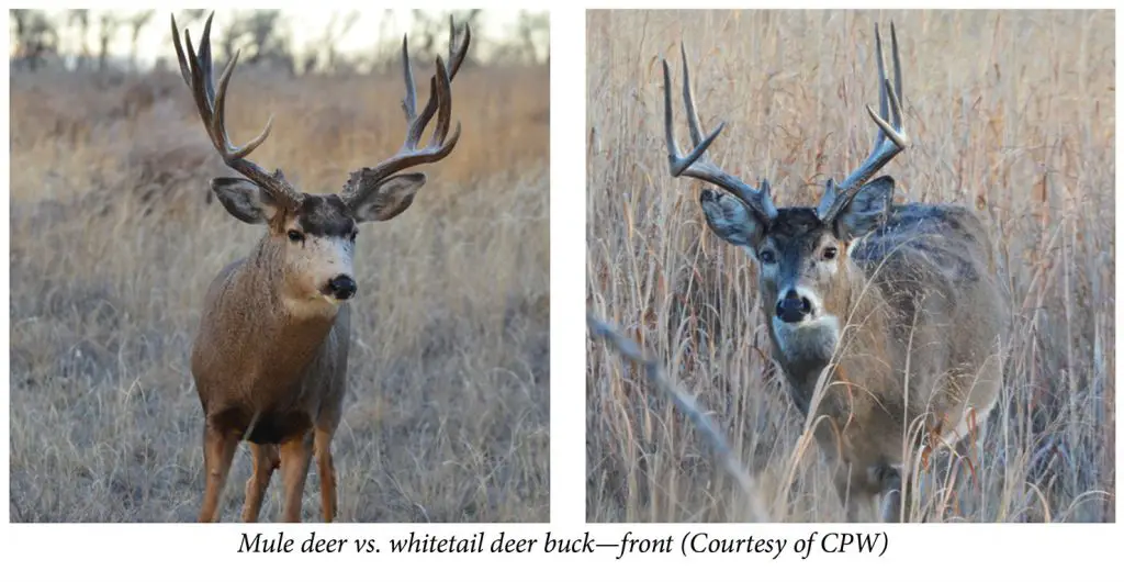 mule deer vs whitetail