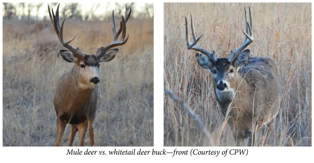 Mule Deer vs Whitetail Deer – Hunter Guide