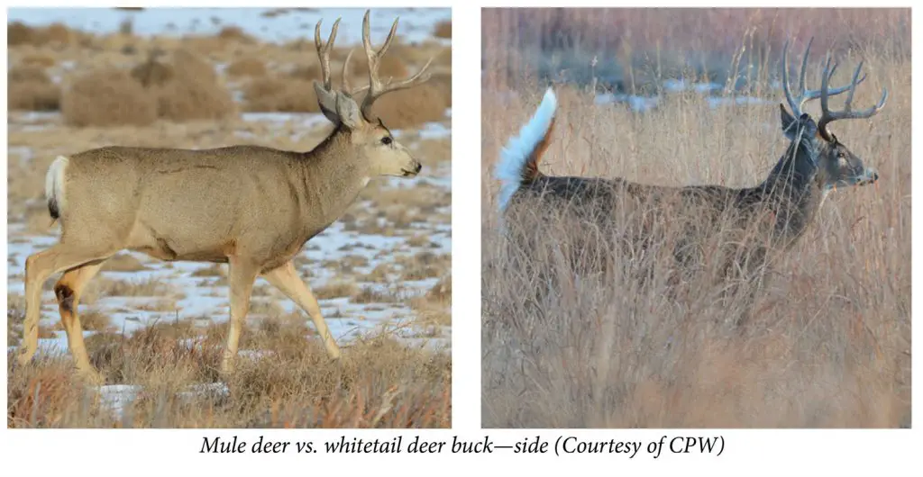 mule deer vs whitetail deer