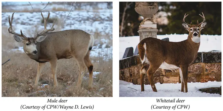 mule deer vs whitetail