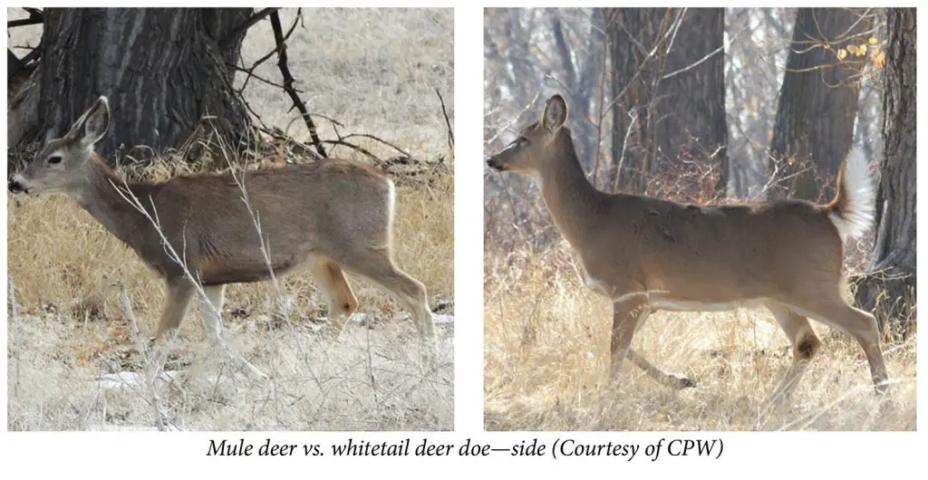 mule deer vs whitetail