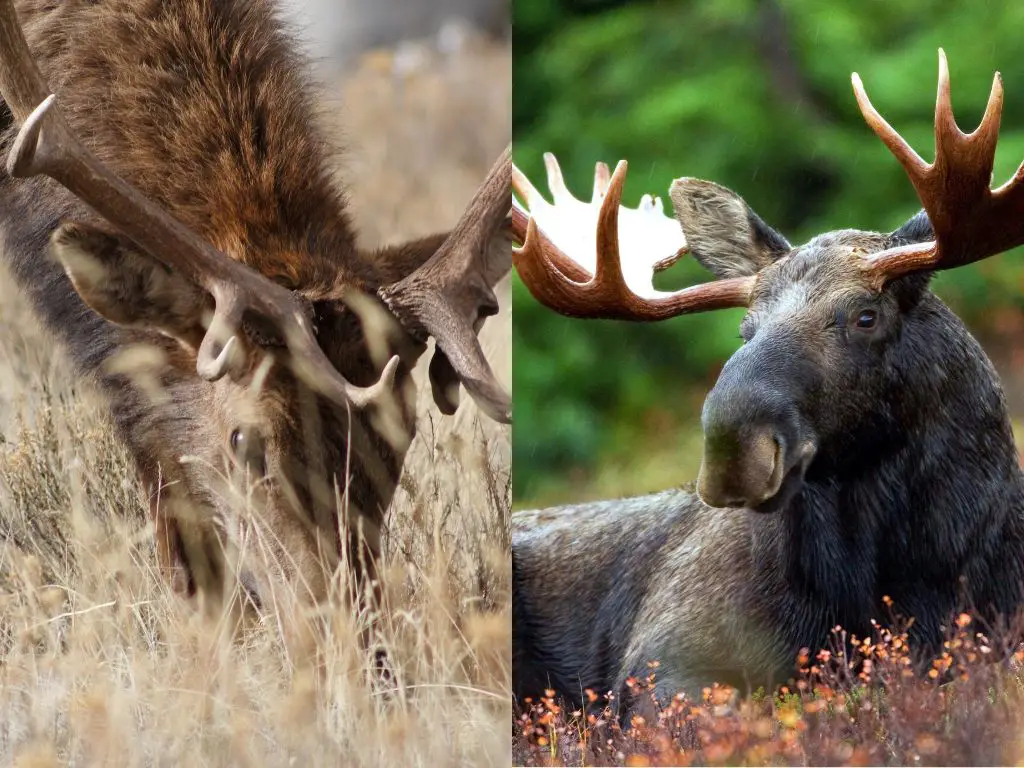 Elk Vs Moose