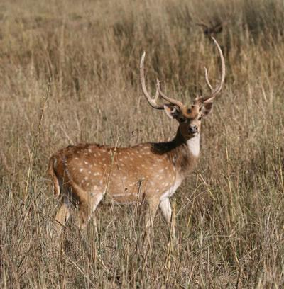 Chital Deer