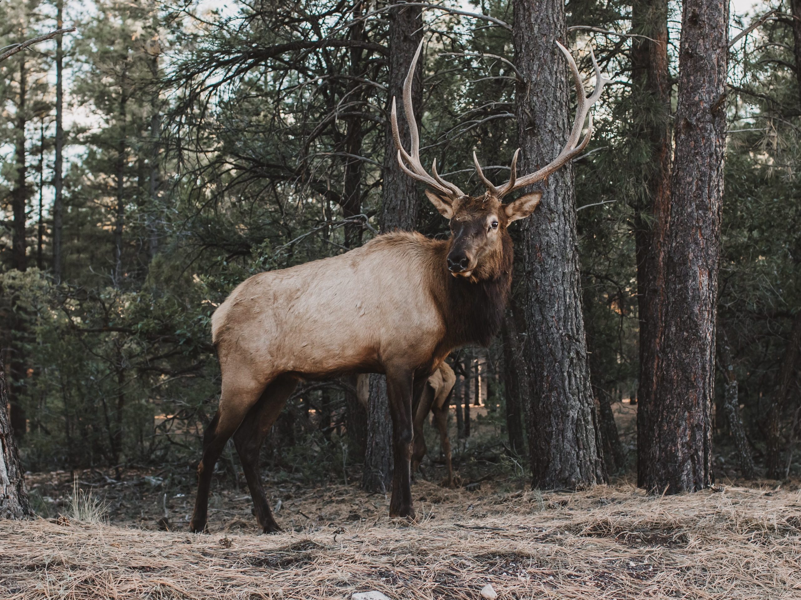 difference elk moose