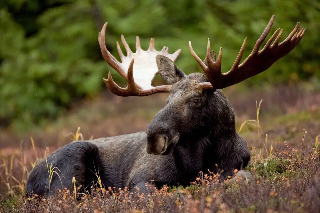 moose vs elk