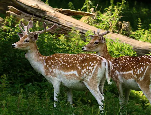 Fallow Deer