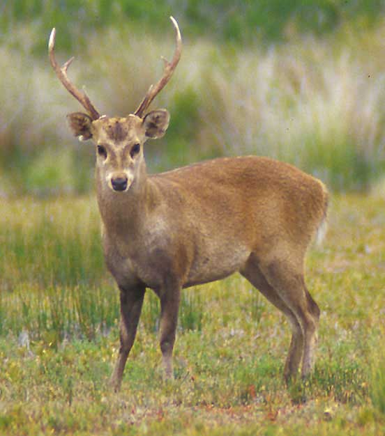 Hog Deer