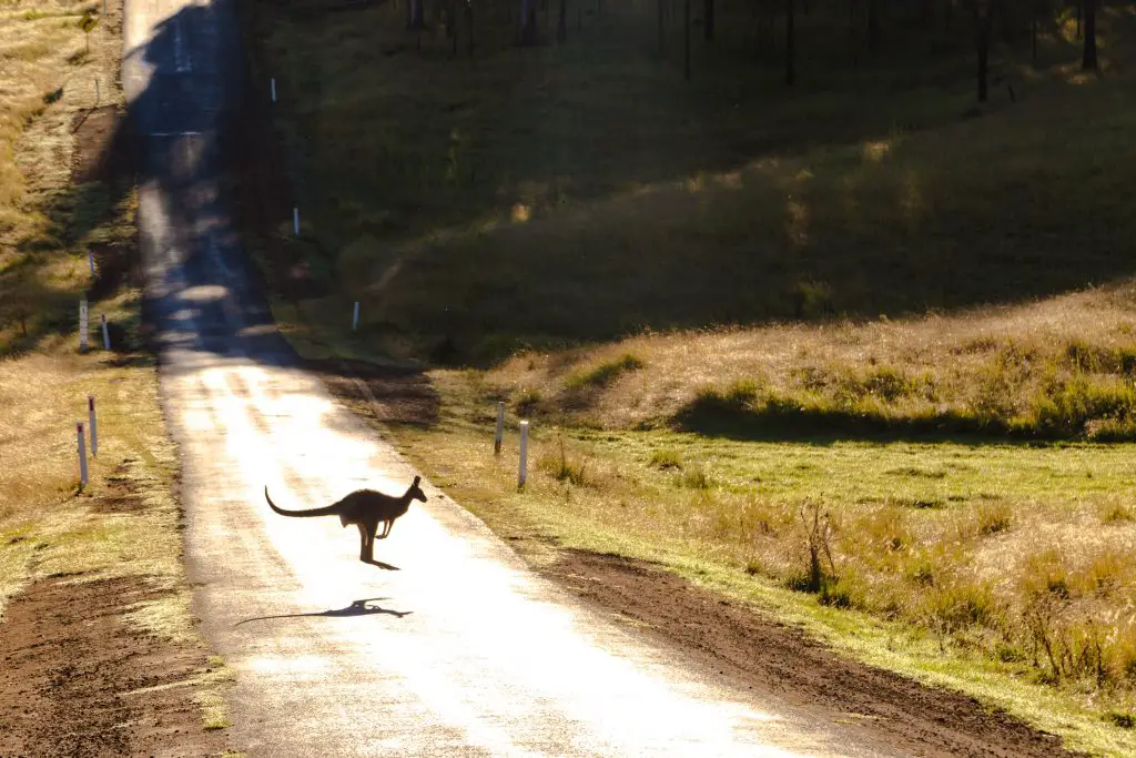 hunting kangaroo