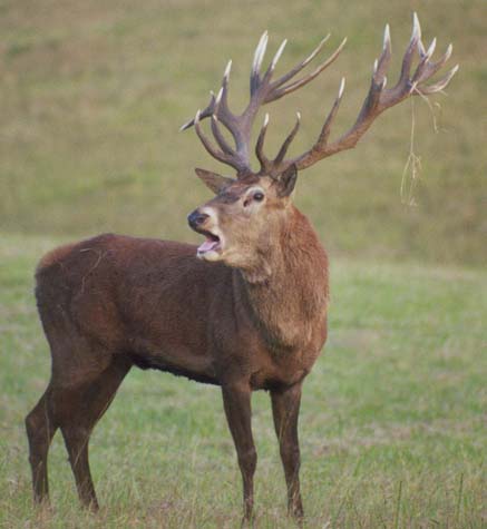 Red Deer